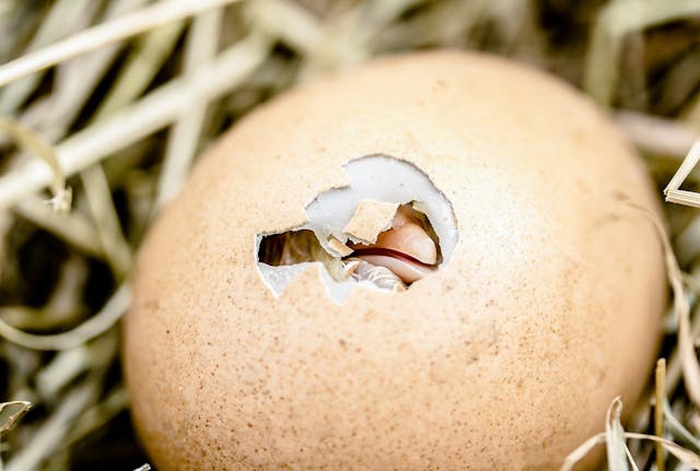 Egg with a cracked shell revealing a chick inside, surrounded by straw, symbolizing the egg incubation process in animal breeding management with FarmKeep.